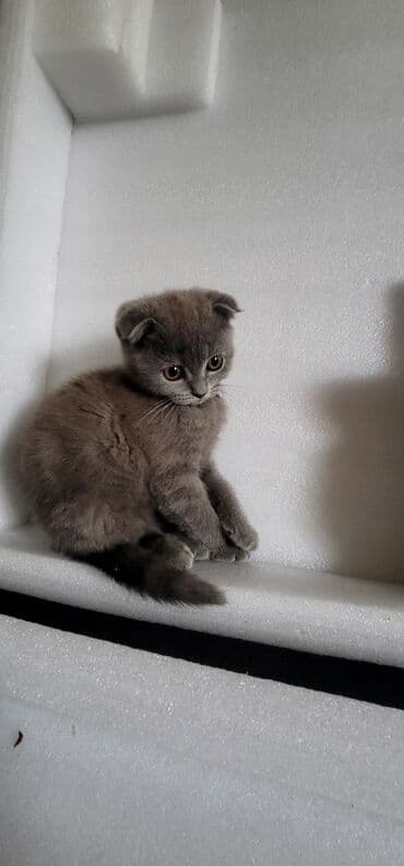 ağ pişiy: Şotland yastı qulaq, Dişi — 1