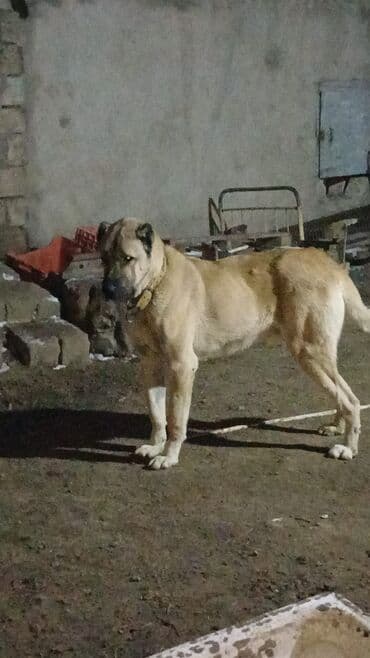 отдам собаку в хорошие руки: Qurdbasar, 2 il, Erkek — 5