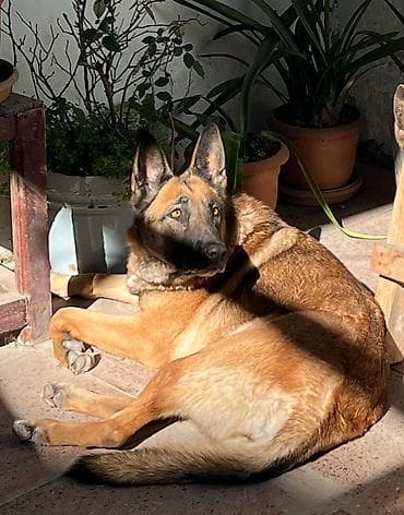 itlerin satisi sayti: Alman çoban iti, 1 il, Dişi, Peyvəndli — 2