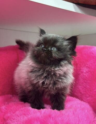 котёнка в добрые руки: 50 ile 250 arasi cins saf qan pisiklerimiz var( Silver sinsila temiz — 27