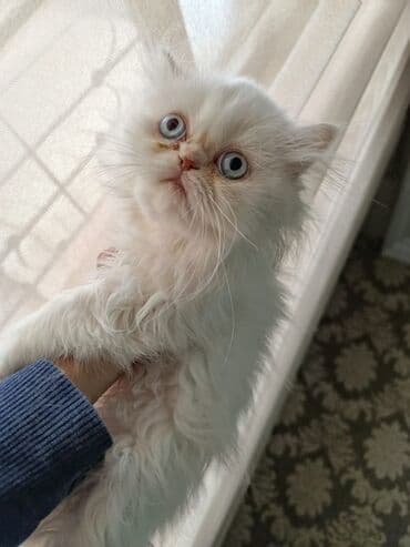 pişik pers: Fars — 5