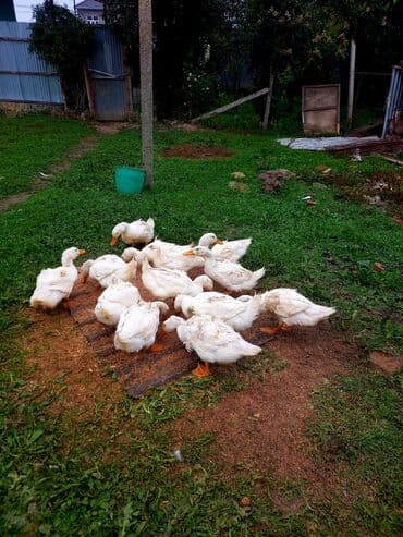 Kəsim ə yarar 13 ədəd sağlam kuban ördey