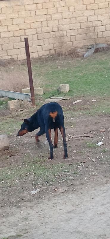 Digər heyvanlar: Doberman, 10 ay, Dişi, Peyvəndli, Ödənişli çatdırılma — 6