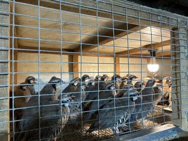 kopek qiymeti: Təcili olaraq 7-8 aylıq iri yumurlaq damazlıq kəkliklər satılır — 2