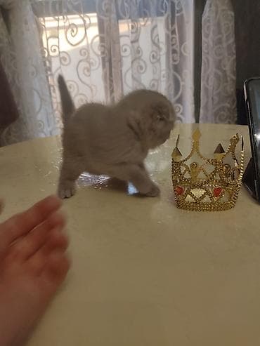 Pişiklər: Şotland yastı qulaq — 2