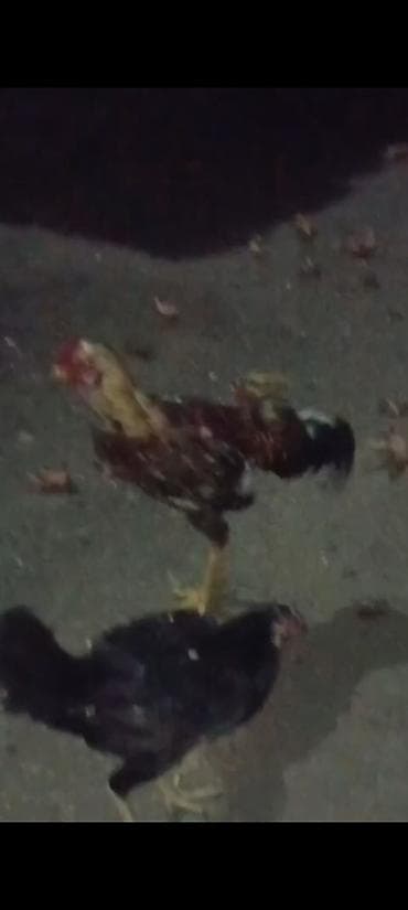 qara toyuq: Məhsul: Ev quşu – xoruz Təsvir: - Şəkillərdə görünen yerli tip xoruz — 2