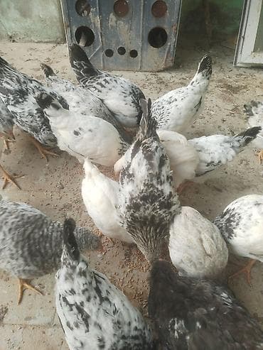 toyuq bazari: Куриные цыплята, Для мяса — 3