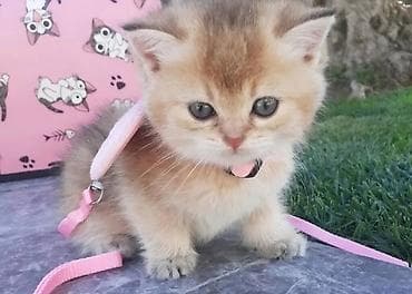Шиншилла, Самец, Самка, В добрые руки, Самовывоз, Платная доставка — 4
