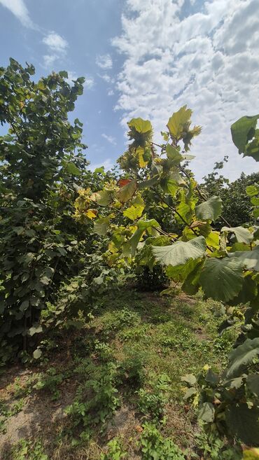 findiq ləpəsi: Xaçmaz rayonu, Qaracəlli kəndində möhtəşəm bağ sahəsi satılır! — 2