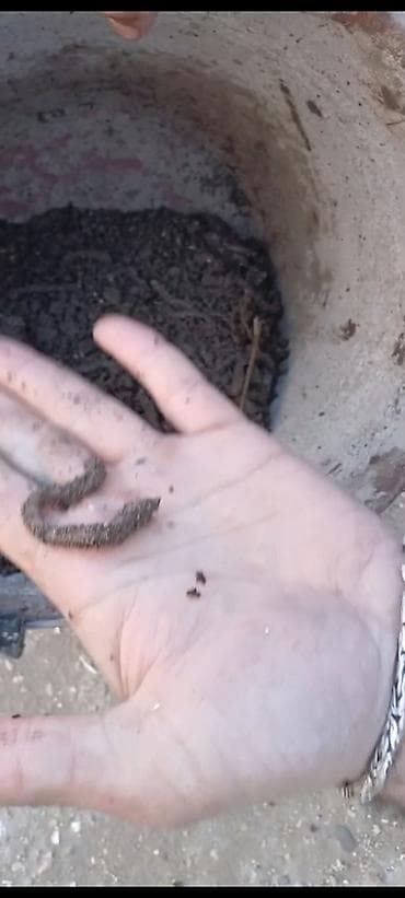 su daciki: Canlı torpaq qurdları – bağçılıq və balıqçılıq üçün - Məhsul: Canlı — 5