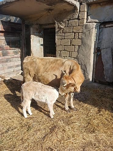 Ana bala satılır.2ci qarınadı günə 8 litr süd verir. balası 20
