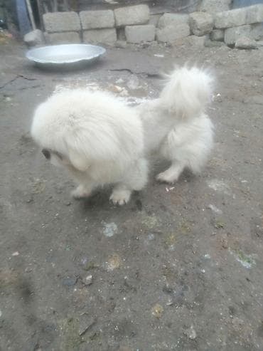 ev itləri ucuz: Pekines — 1