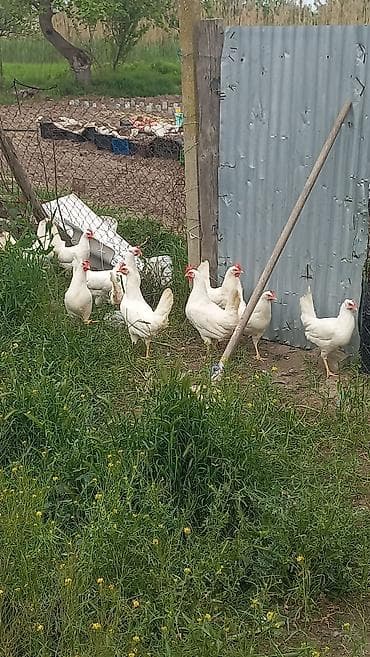 Liqorin fere satiş başlaqdiq 5ay 15 gunluk du Say var isdeyen — 1