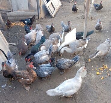 toyoq ve xoruz: Qaz və ördək təcili satılır‼️‼️ razılaşma yolu ilə. heyvanların — 3