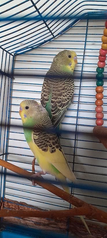 Птицы: Məhsul: Tutu guşu .Iki aylıq ərkəklər.İri ev gusları. Попугаи 2 самца — 3