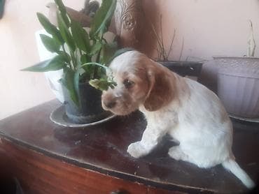 dişi: Koker spaniyel, 1 ay, Dişi, Sənədli, Ödənişli çatdırılma — 1