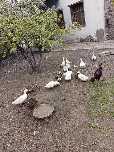 ordek balasi: Satış: salam səsli ördək 5 xoruz 11 fərə 16 ədədi alana 180 manat tək — 4