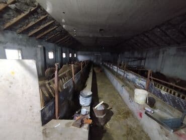 sekide tecili satilan evler sekide satilan ev ve torpaq: Ferma/təsərrüfat sahəsi40 baş iri buynuzlu heyvan saxlanılması üçün — 6