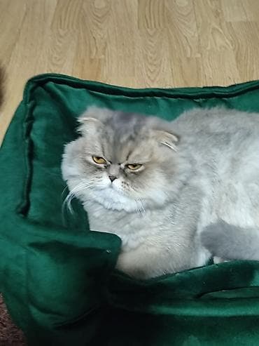 Quşlar: Şotland yastı qulaq, Dişi, Cütləşmə üçün — 3