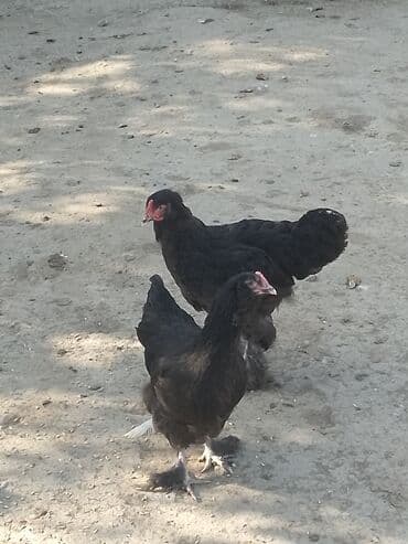 lalafo itlerin satisi: Xoruz, Brama, il: <1, Ünvandan götürmə — 2