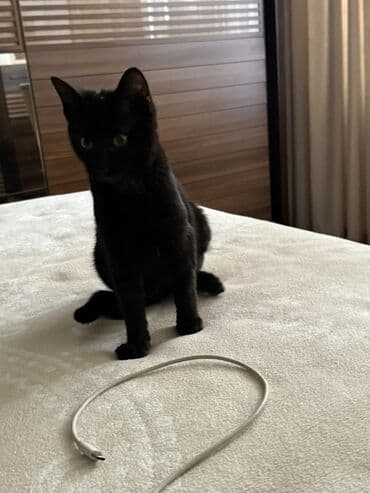 Dişi, Yaxşı əllərə