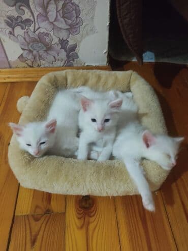 Зоотовары: В добрые руки — 2