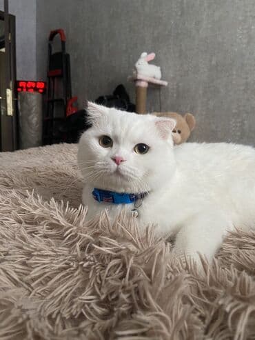 pişik cütleşdirme: Cütləşdirilir❣️ Şipşirin Erkək Sallaqqulaq Şotland (1 yaş) cins — 1