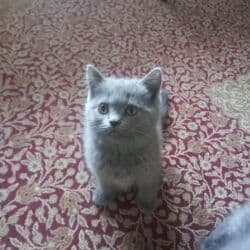 heyvan pişik: Britan, Erkək, Dişi — 6