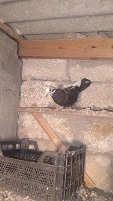 arpanın qiyməti: 4ədəd quşdu içində 1 ədəd türk göyərçini var onun tək qiyməti 30 — 1