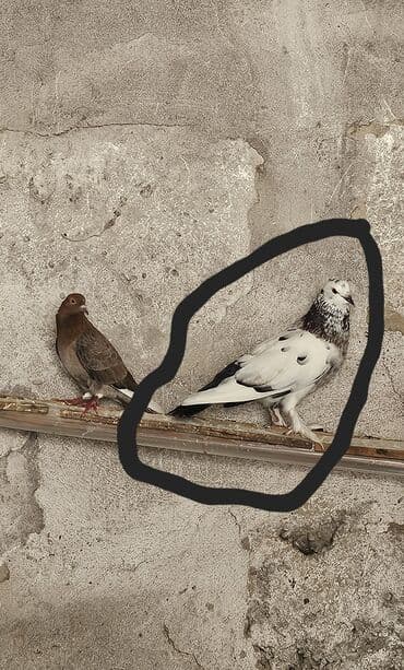 cins ineklerin satisi: Adi goyercinden 2defe boyukdur. Sekilde ferq gorunur. Sismanlardan — 3