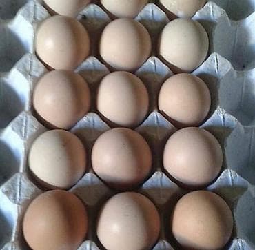 Süd: Salam Hər Növ Tovuz Quşu yumurtalarının satışı — 1