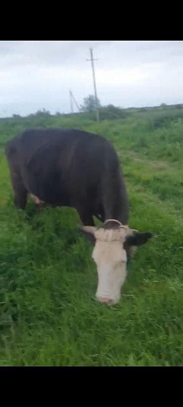 Dişi, il: 3, Südlük, Ünvandan götürmə