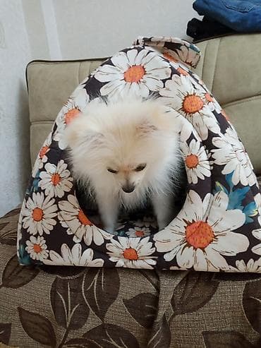 pomeranian şpitz: Şpitz, 4 ay, Dişi, Peyvəndli, Ünvandan götürmə — 4