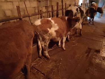 Atlar: Dana, buzov, Dişi, Simental, ay: 1, 100 kq, Ətlik, Ödənişli çatdırılma — 5