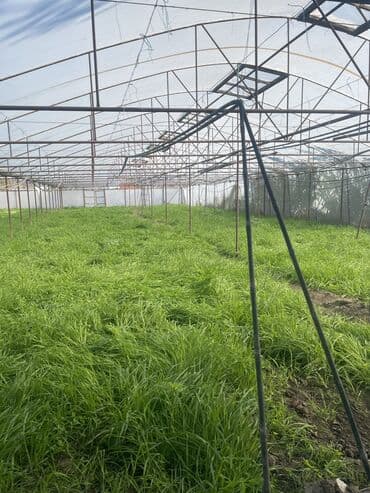 moyka arendaya verilir 2023: İstixana satılır 12 sotdur — 4