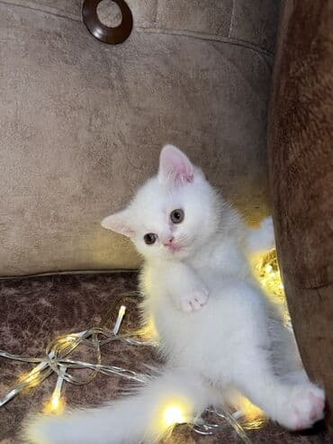 xaski balasi qiymeti: Britan, Erkək, Yaxşı əllərə, Ünvandan götürmə, Ödənişli çatdırılma, Rayonlara çatdırılma — 1