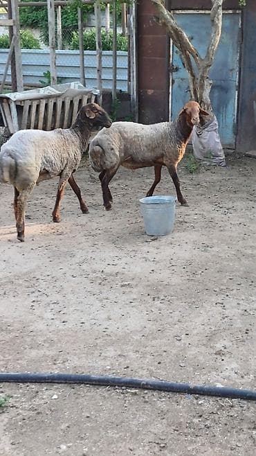 Tam sağlam qurbanlığ və ya damazlığ qoclardı bir il 8aylığ,diri çəki
