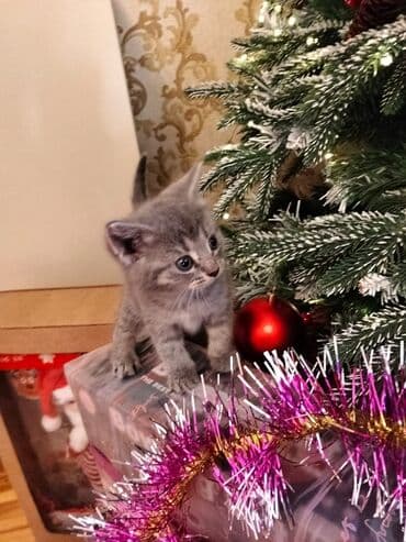 Heyvanlar üçün mallar: Yaxşı əllərə — 4