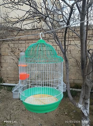 ev quşları: Böyük ölçülü quş qəfəsi – aksessuarlarla birlikdə korella cutu - — 3