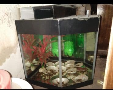 akvarum matoru: 3 ədəd akvarium en yekesi 300litr tutur heyətdə çekilen 150litr — 5