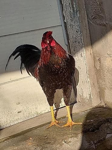 menali it adlari: Xoruz, Heyratı, il: <1, Ünvandan götürmə, Ödənişli çatdırılma — 3