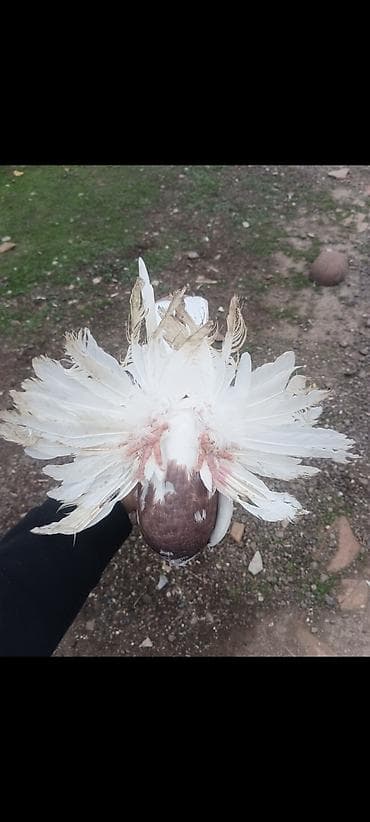 Akvariumlar: Məhsul: oynaq erkek(xoruz) super gorunuslu Təsvir: - Rəng — 3