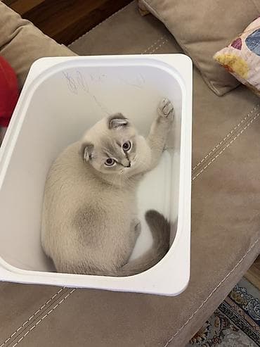 mingəcevir pişik: Şotland — 6