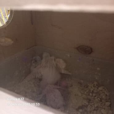 pitbull satisi: Çexler satlir iribsaglam quslardir her defe 5+6 yumurta bala verirler — 3