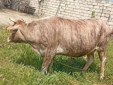 simental inekleri: Ətlik Maldi Real acılı Narahat etsin Boşuna Narahat eleme — 4