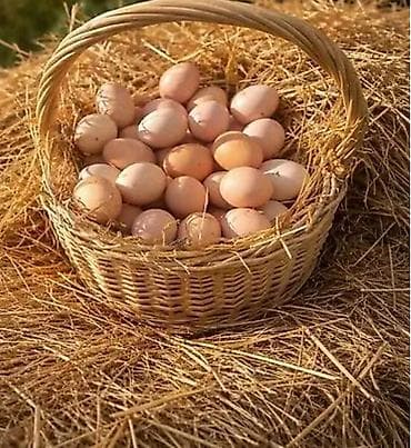 Təzəliyinə vəTəbiliyinə tam əmin olacağınız ev yumurtası satılır