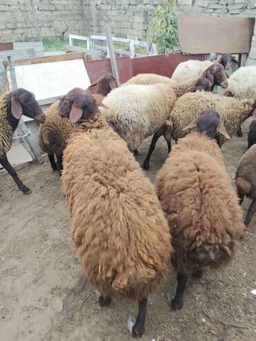 bmw 3 серия 328xi at: Erkək, Qala, il: 1, 70 kq — 23