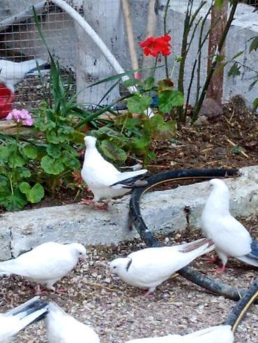 Quşlar: Goyercinler ciiii balalar.ucuwlarina oynagkarina cvbdehem nomrede — 1