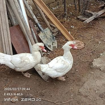 Akvariumlar: Səsli ördeklər 17 manatdan hamsi bir yerdə satılır Lal ördəklərin — 4