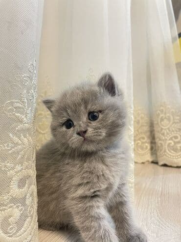 şirin pişik: Британская, Самка — 1